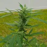 Pound Cake Auto