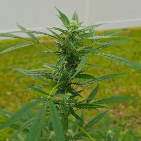 Pound Cake Auto