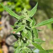 Strawberry Gorilla Auto RF3?
