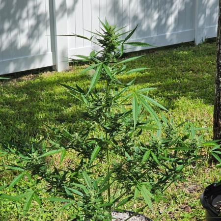 Pound Cake Auto
