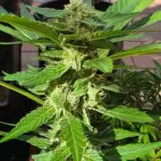 Gorilla Cookies