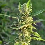 Strawberry Gorilla Auto RF3?