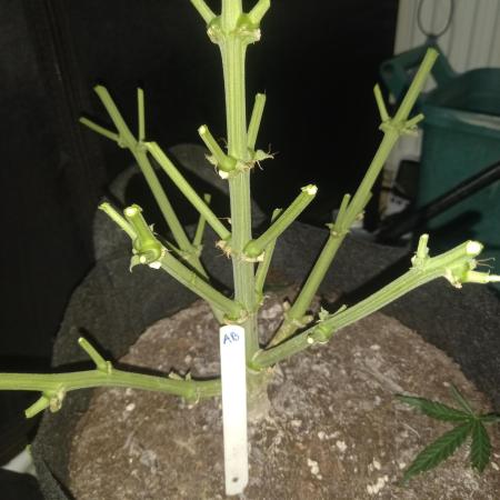 Love growing weed