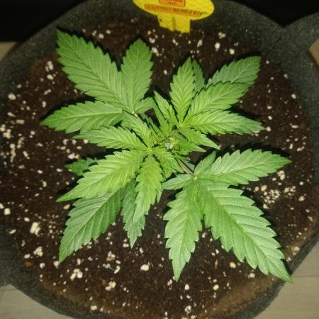 Love growing weed