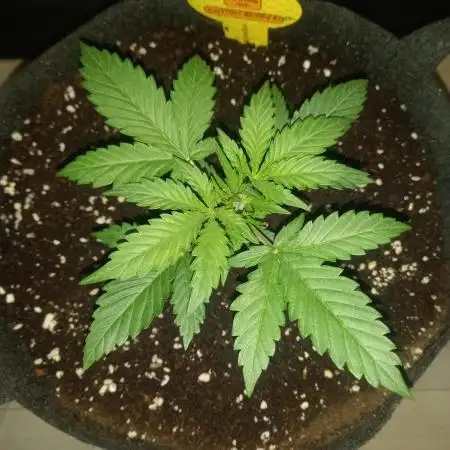 Love growing weed