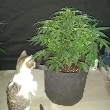 Love growing weed