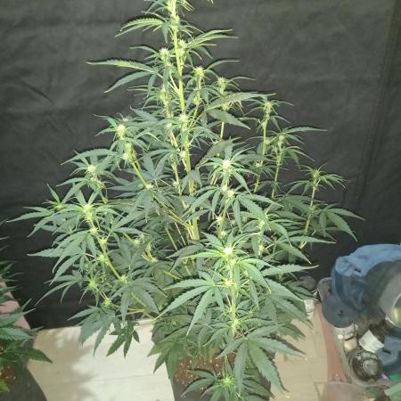 Love growing weed