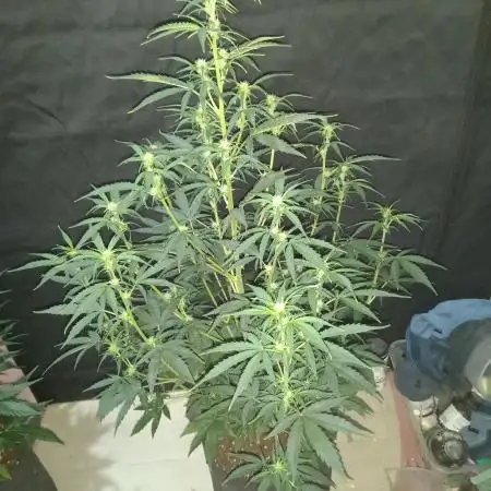 Love growing weed