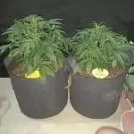 Love growing weed