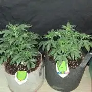 Love growing weed