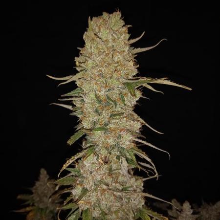 Love growing weed