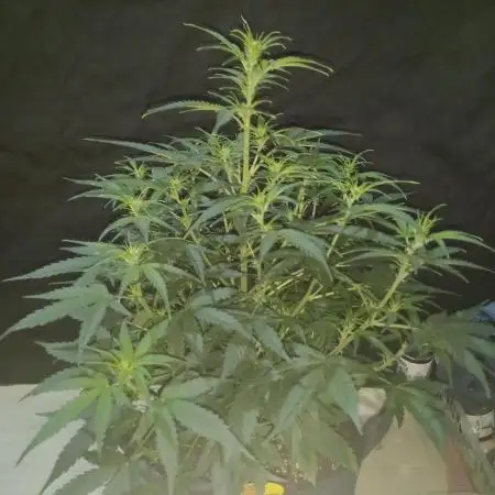 Love growing weed