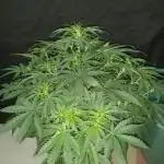 Love growing weed