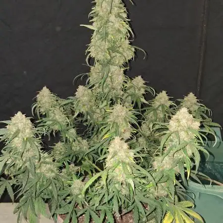 Love growing weed