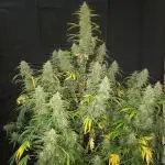Love growing weed