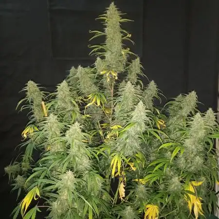 Love growing weed