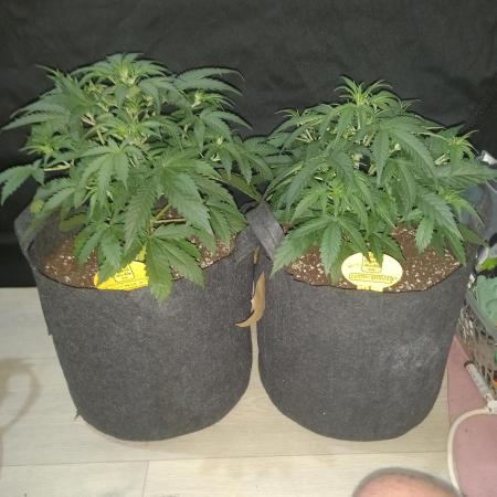 Love growing weed