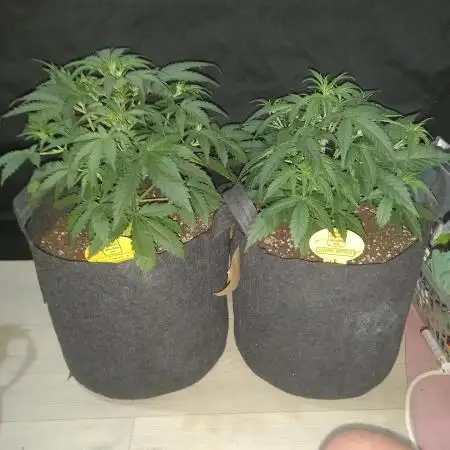 Love growing weed