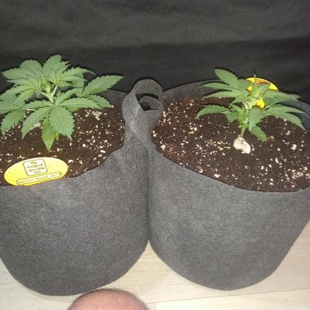 Love growing weed