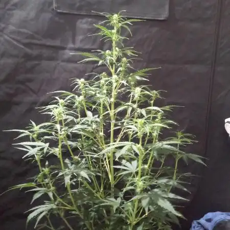 Love growing weed