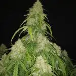 Love growing weed