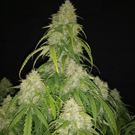 Love growing weed