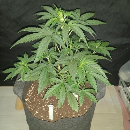 Love growing weed