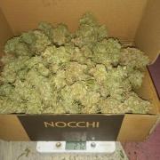 322 g autoflower