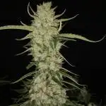Love growing weed