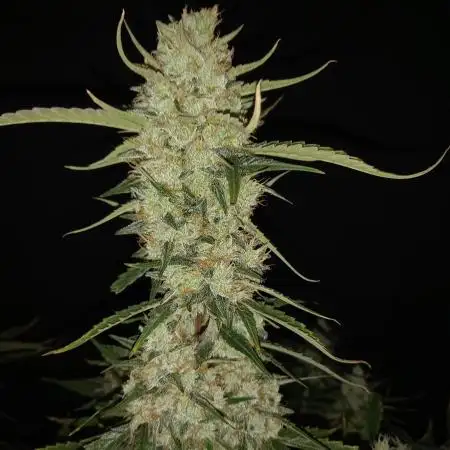 Love growing weed