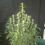 Love growing weed