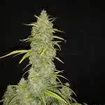 Love growing weed
