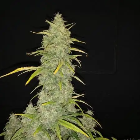 Love growing weed
