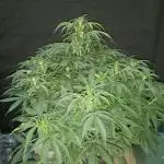 Love growing weed