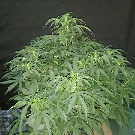 Love growing weed