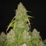 Love growing weed