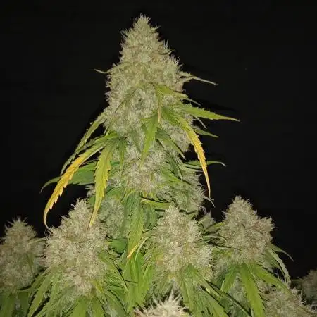 Love growing weed