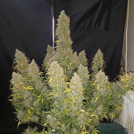 Love growing weed