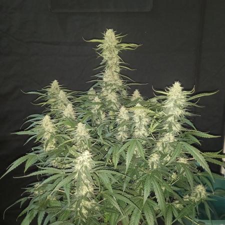 Love growing weed