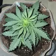 Love growing weed
