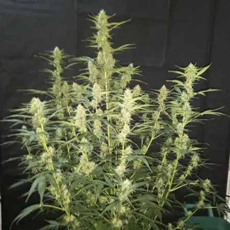 Love growing weed