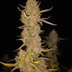 Love growing weed
