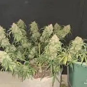 Love growing weed