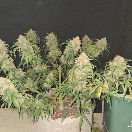 Love growing weed