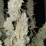 429g autoflower