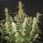 Love growing weed