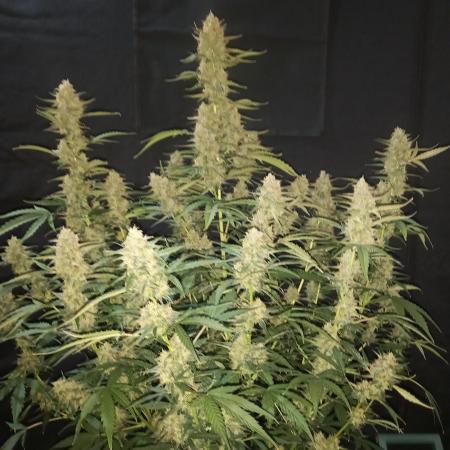 Love growing weed