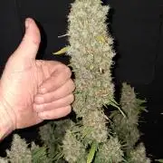 Love growing weed
