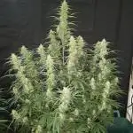 Love growing weed