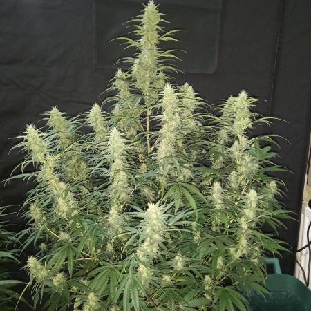 Love growing weed